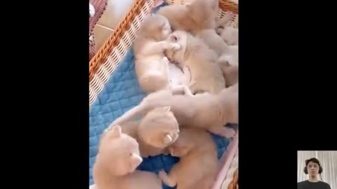 Cat videos cute cats kittens 😻🐾 1