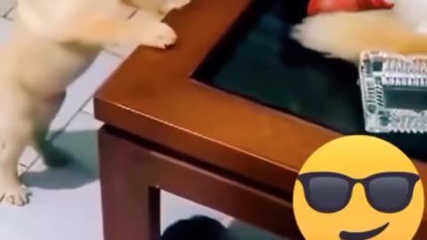 Funny animals😂