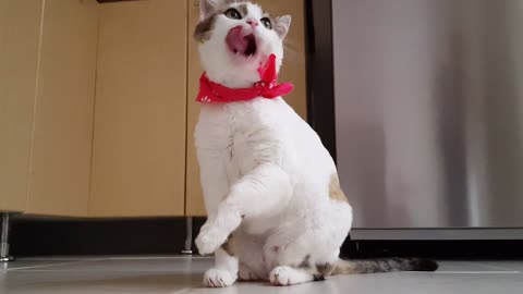 A funny and cute
