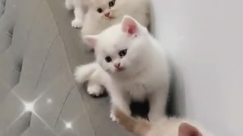 Funny Cat Cleaning Face # shorts
