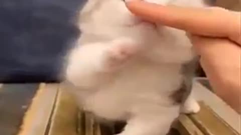 Funny Cat videos 😺😺