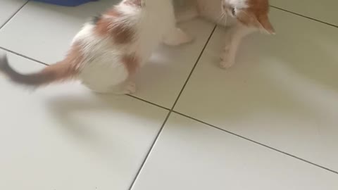 Anak kucing lucu.viral