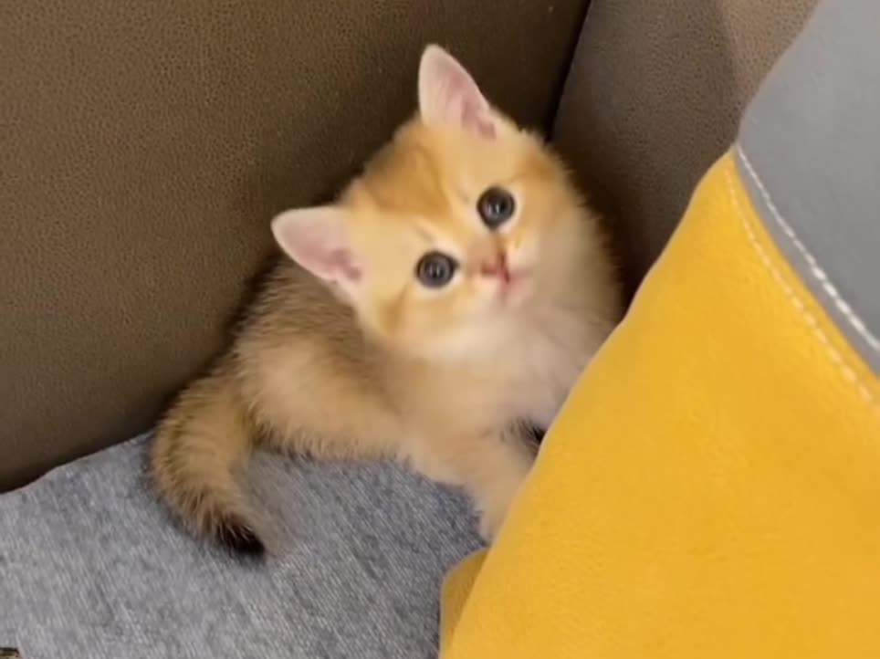 It's fun to have cute cats every day