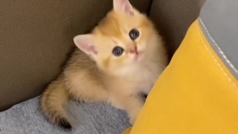 It's fun to have cute cats every day