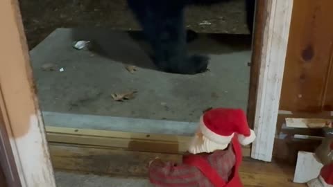 Black Bear Doesn't Know What to Think of Dancing Santa