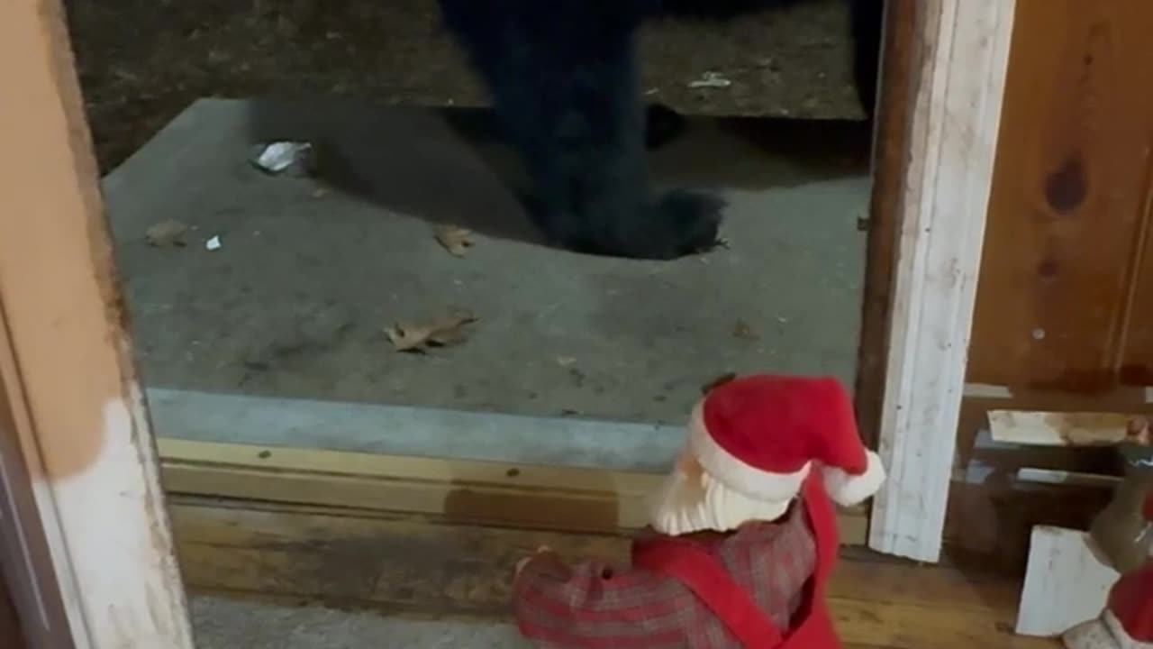 Black Bear Doesn't Know What to Think of Dancing Santa