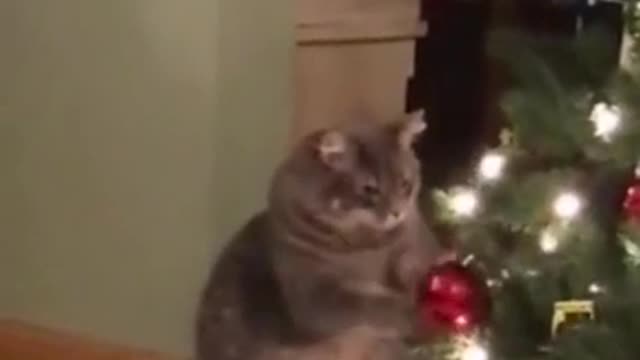 Funny cat play with christmas tree