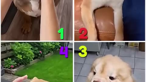 Who Is The Best?