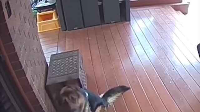 Best Funny Animals Videos | Crazy Cats And Dogs Compilation
