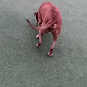 republiklan said if i take him to the vet he thinks ill be leaving w/out him n he dont look so good