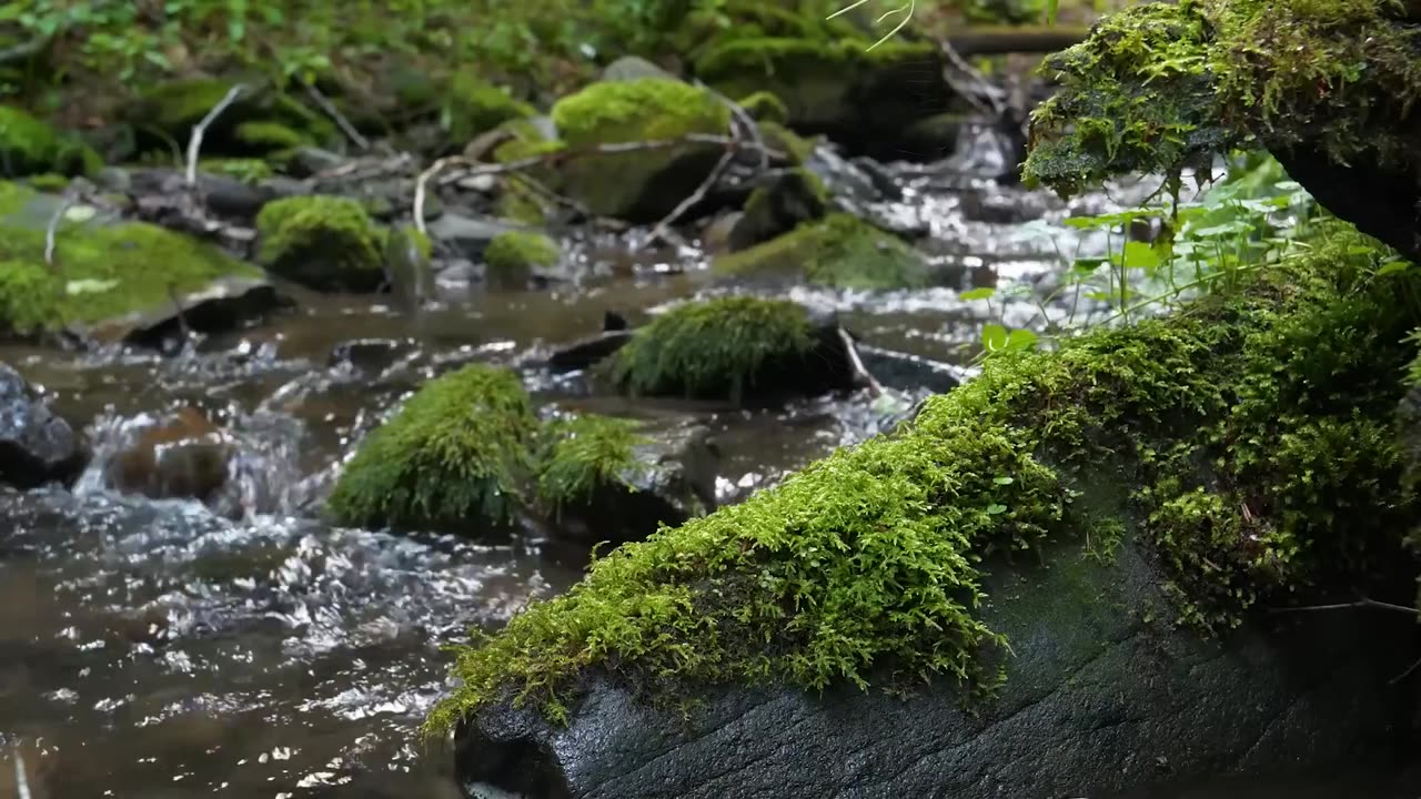 Relax In Tranquility Music