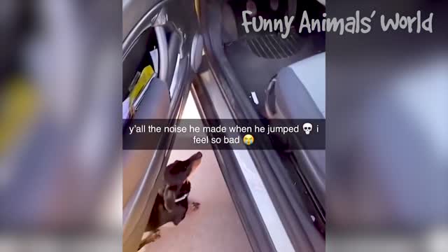 Funniest Dogs and Cats Ever