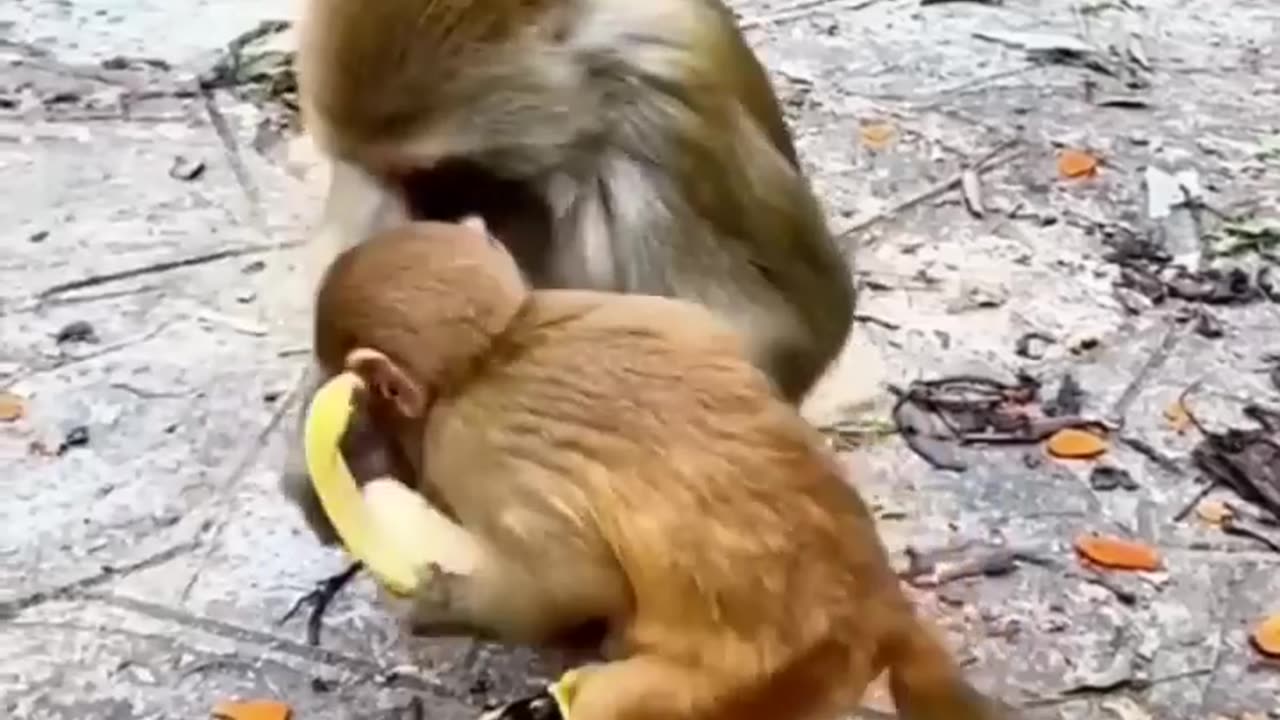 Try not to laugh