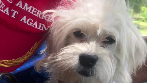 Patriot Loulou news MAGA, news on why gritty newsom walks like that & Michelle Obama jockstrap etc