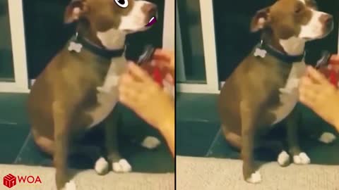 Oh No! Funny Pet with Original Sound | Top Funny Pet Videos |