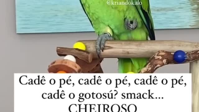 OLHA COMO É ENGRAÇADO ? PAPAGAIO FRED FALANDO MUITO