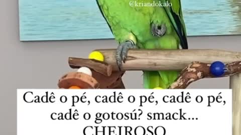 OLHA COMO É ENGRAÇADO ? PAPAGAIO FRED FALANDO MUITO