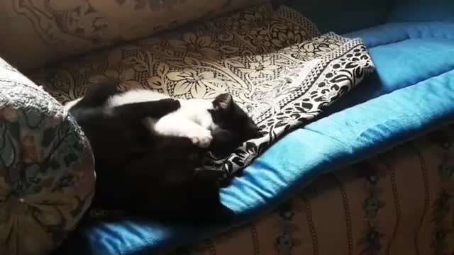 فيديو مضحك للقطط