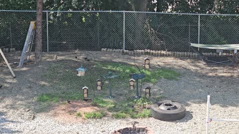 My Birds