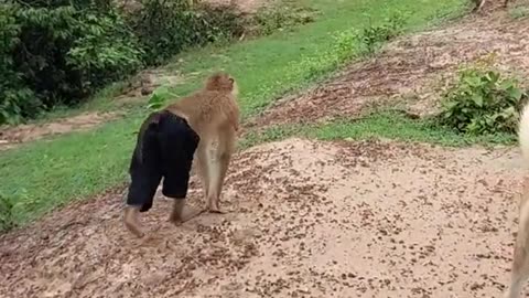 🐕🐶🐕🐶