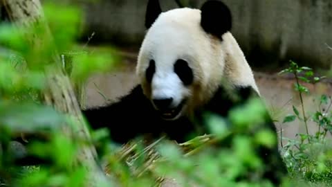 Cute panda