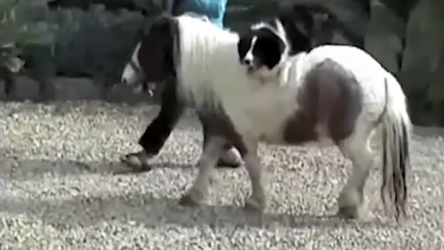 10 Best Trained & Disciplined Dogs in the World!