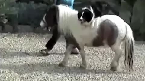 10 Best Trained & Disciplined Dogs in the World!