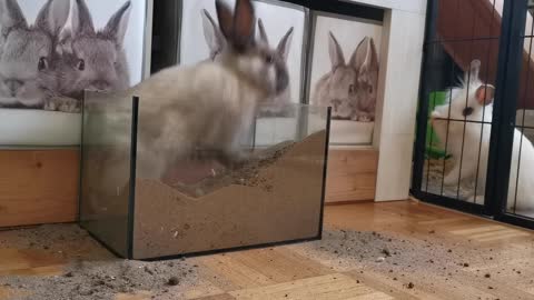 Funny Cute Rabbit