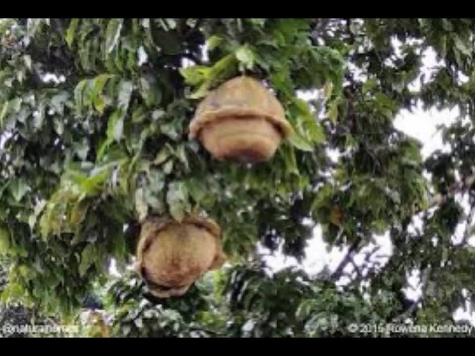 Brazilian nuts In Trinidad