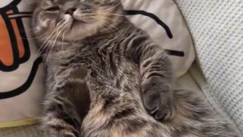 Funny Cat Moment 😁