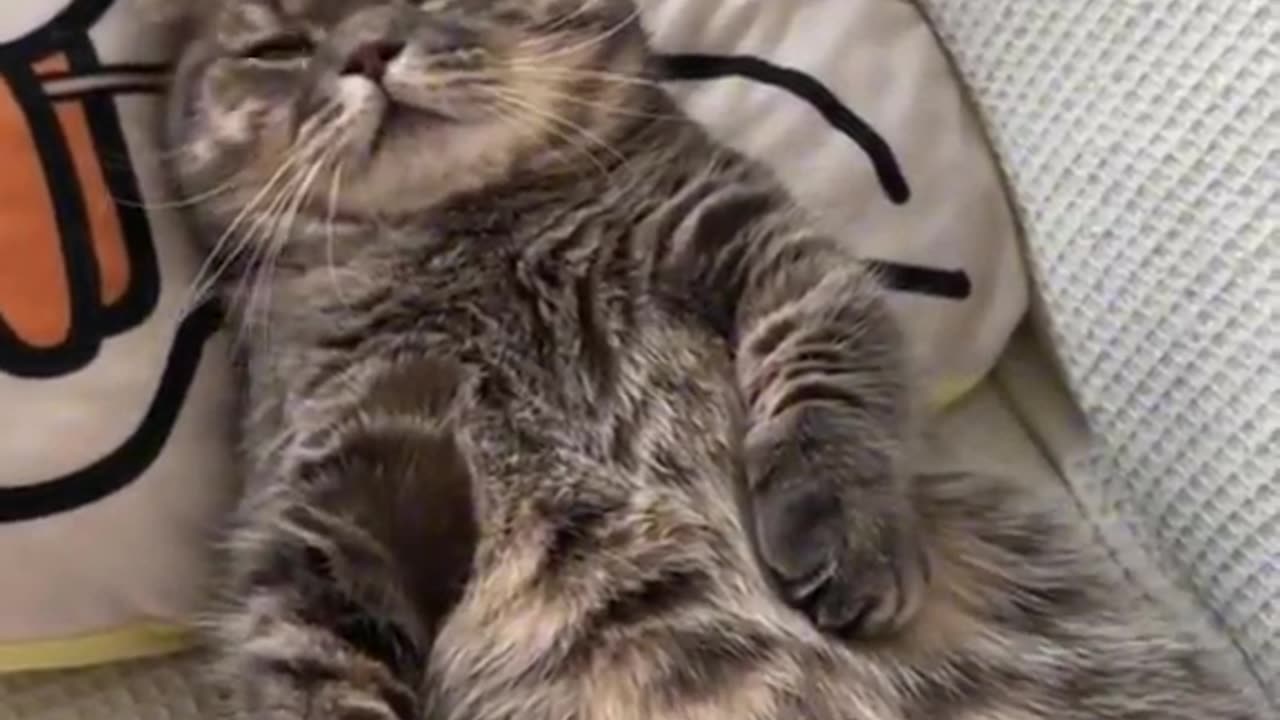 Funny Cat Moment 😁