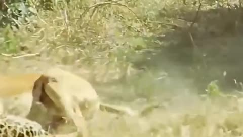 Wild life wild animals fight cute animals fight