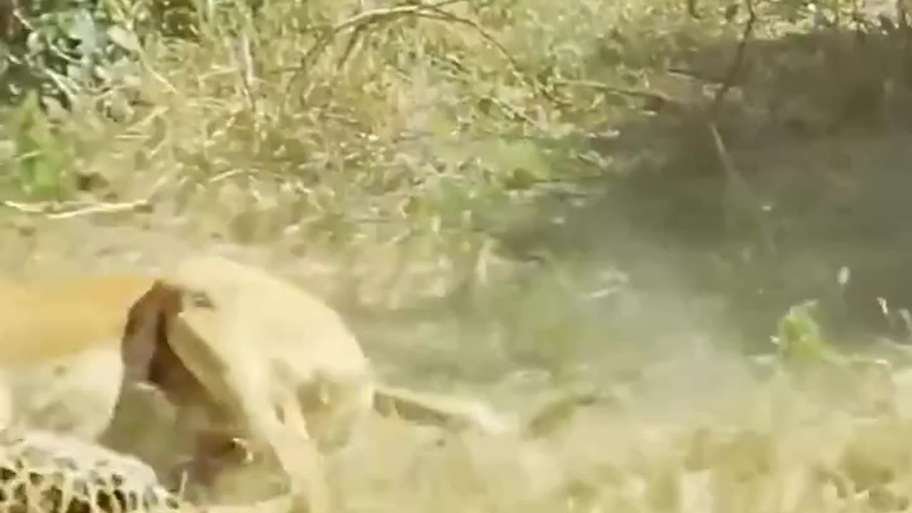 Wild life wild animals fight cute animals fight