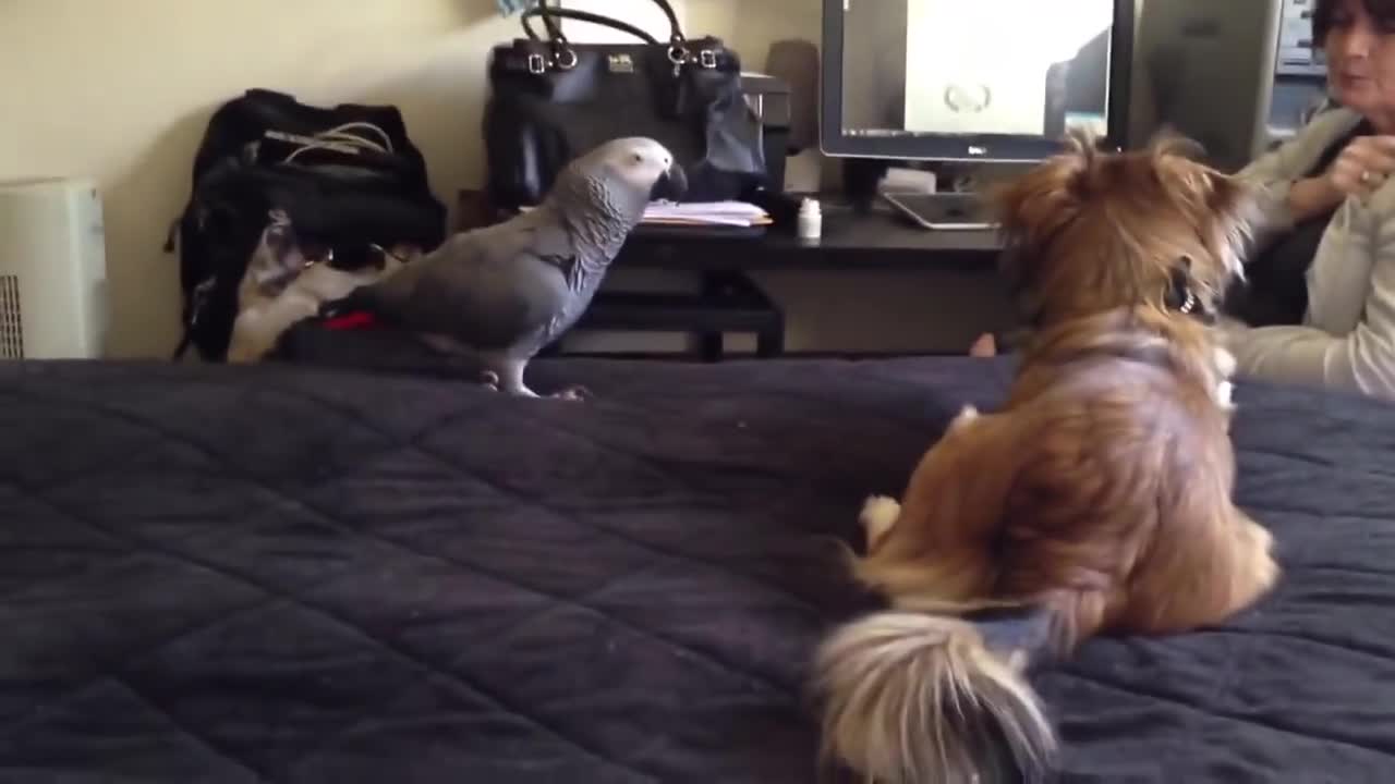 dog and bird play on bed