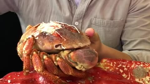 Mukbang Rich Seafood - King Crab Satisfying