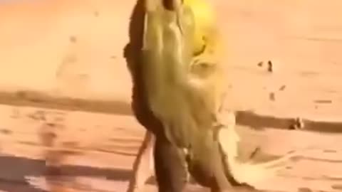 "Battle of the Frogs 😁