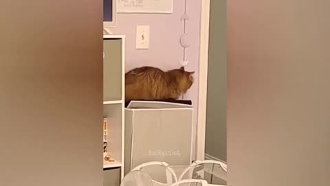 Best Funny Videos Compilation 2023