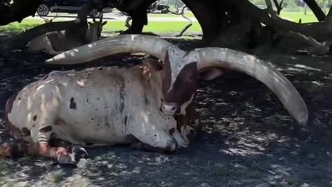 Wow look at those horns 😱 watusi bull