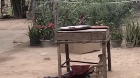Troll Prank Dog Funny Fake Lion and Fake Tiger