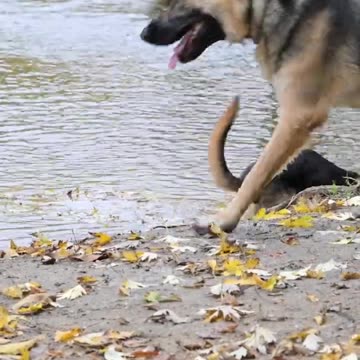 German Shepard watches over handicap rescue puppy Quality 4K 2023