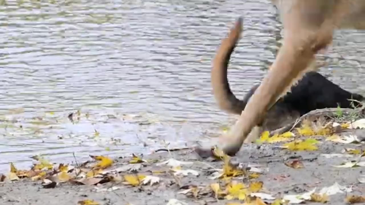 German Shepard watches over handicap rescue puppy Quality 4K 2023