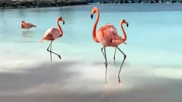 Aruba is a small Dutch island in the Caribbean, located off the coast of Venezuela.