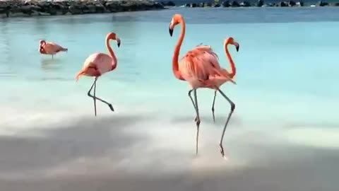 Aruba is a small Dutch island in the Caribbean, located off the coast of Venezuela.