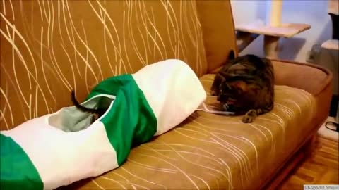 Adopted Kitten Meets Big Cat For The First Time - Inspired by Simon's Cat Double Trouble