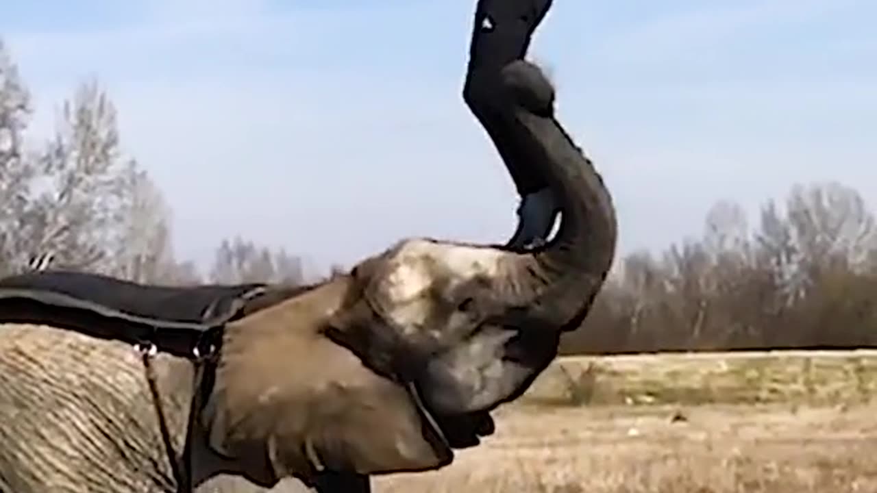 Fun and acrobatic display on elephant