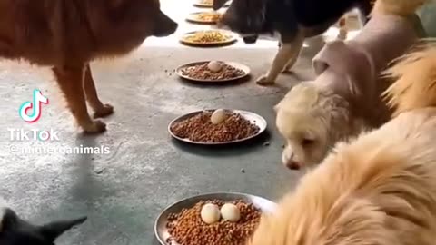 Funny video of animal #animal#op#Trending #shorts