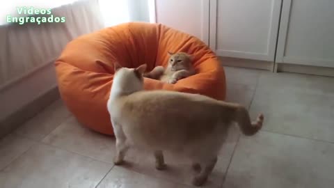 FUNNY PETS