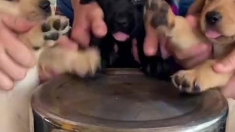 Funny odchestra For Dogs #shorts