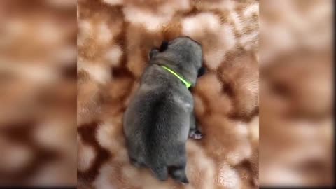 Soo Chubby he can barely move (Cute)