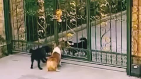 Dog surprised 😮 just laugh 😃